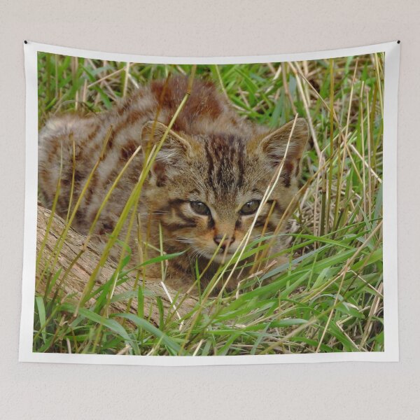 Item preview, A Beautiful Little Scottish Wildcat Kitten designed and sold by Karen Thomson.