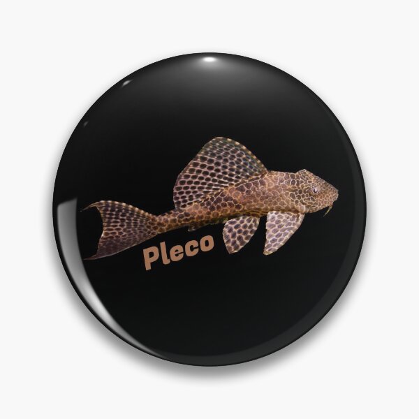 Item preview, Pleco - Plecostomus - Suckermouth Catfish fish designed and sold by AquariumExp.