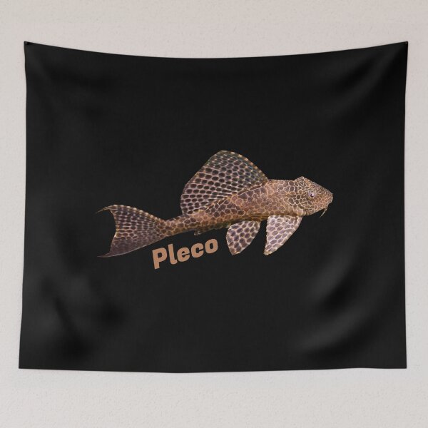 Item preview, Pleco - Plecostomus - Suckermouth Catfish fish designed and sold by AquariumExp.