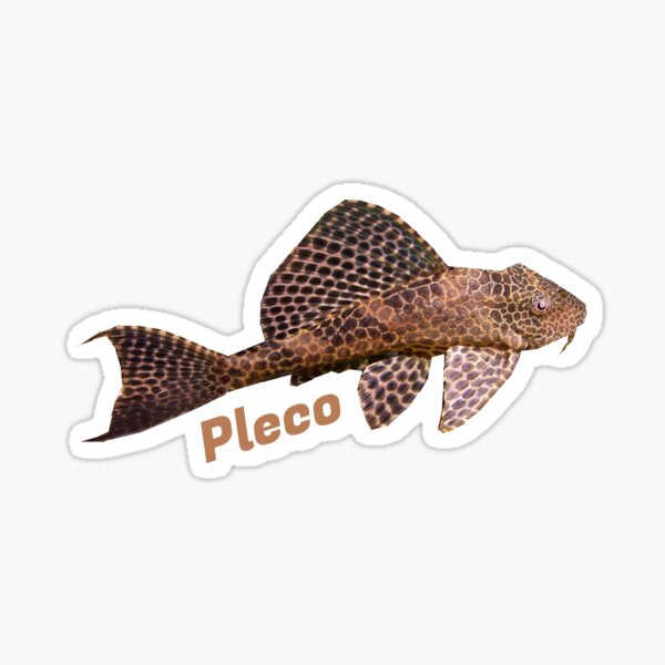 Vista previa del artículo con la obra «Pleco - Plecostomus - Pez bagre bocazas», diseñado y vendido por AquariumExp.