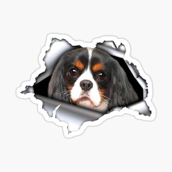 Cavalier king hotsell charles spaniel accessories