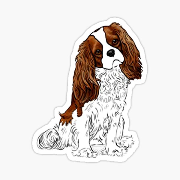 cavalier king charles items