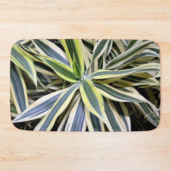 Item preview, Exotic Song of India Plant designed and sold by collingalanos80.