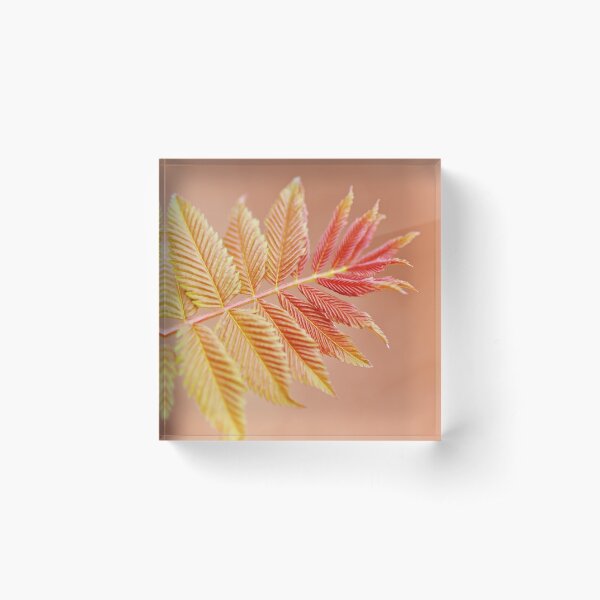 Item preview, Pretty peachy pink and orange colors photograph, a calming image of a beautiful leaf, with soft smoothing effect designed and sold by Orianah.