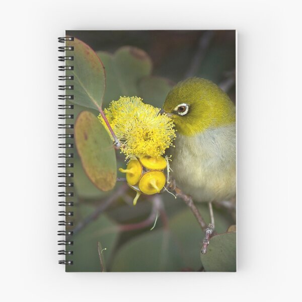 Item preview, Silvereye feeding on Eucalyptus flower designed and sold by BeninFreo.