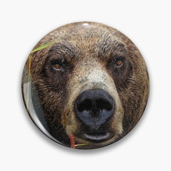 Item preview, Big Brown Bear Stare designed and sold by BeingTherePix.