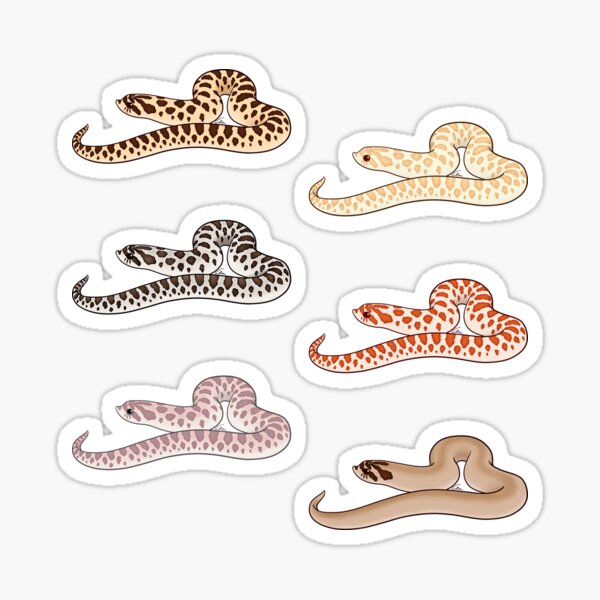 Item preview, Western Hognose pattern, morphs normal, albino, lavender, red, superconda, superoctic designed and sold by anacecilia.