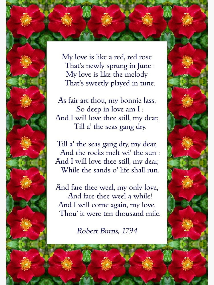 Vil have udrydde Vise dig My love is like a red, red rose" - Burns (anglicised)" Poster for Sale by  Philip Mitchell | Redbubble