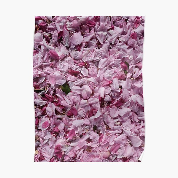 Fallen petals and leaf in contrasting shades of pink Poster