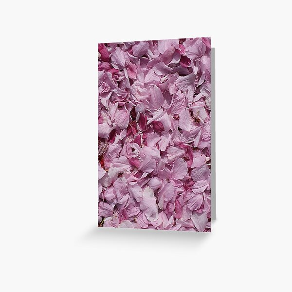 Fallen petals in contrasting shades of pink - closeup Greeting Card