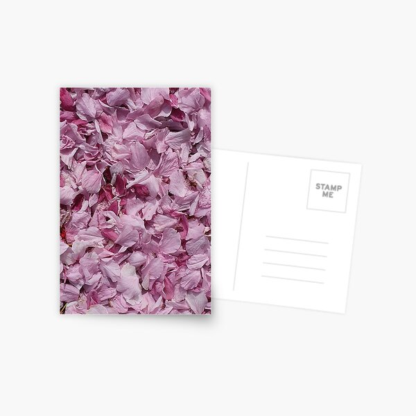 Fallen petals in contrasting shades of pink - closeup Postcard