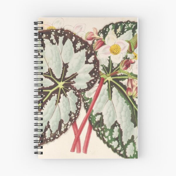 Item preview, Vintage Begonia Botanical Print designed and sold by NineVi.