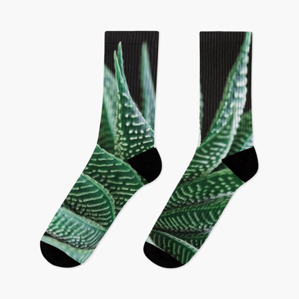Item preview, Haworthia Fasciata, Zebra Haworthia or Zebra Plant, a magnificent succulent with beautiful dark green leaves and white stripes. designed and sold by Orianah.