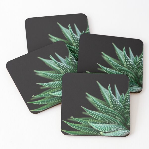 Item preview, Haworthia Fasciata, Zebra Haworthia or Zebra Plant, a magnificent succulent with beautiful dark green leaves and white stripes. designed and sold by Orianah.