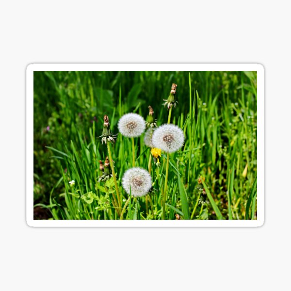 Item preview, White and yellow blowball ,dandelion designed and sold by Light79.