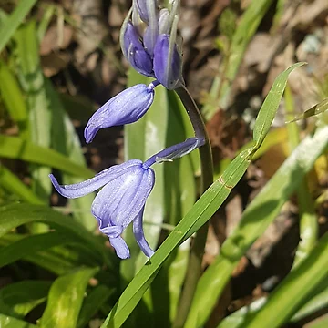 Artwork thumbnail, Spring Bluebell by AbnormalLoad