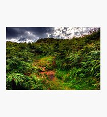 Autumn in Lake District Photographic Print