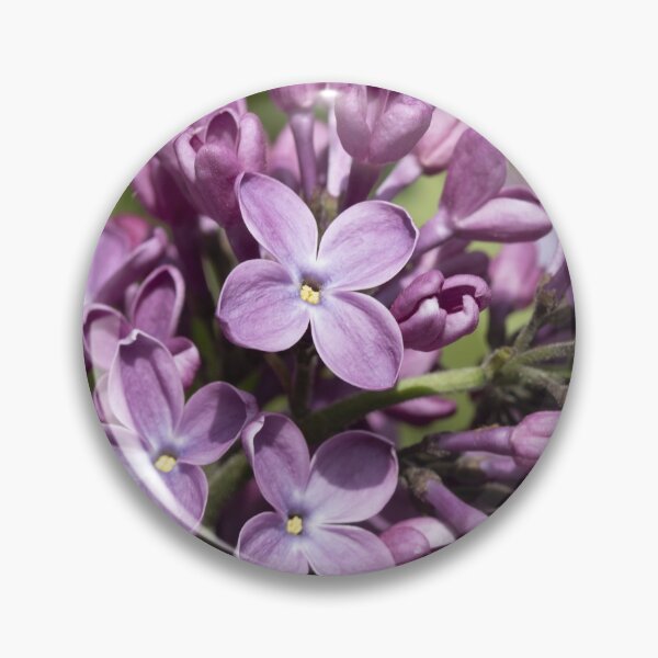 Artikelvorschau, Syringa vulgaris entworfen und verkauft von Mythos57.