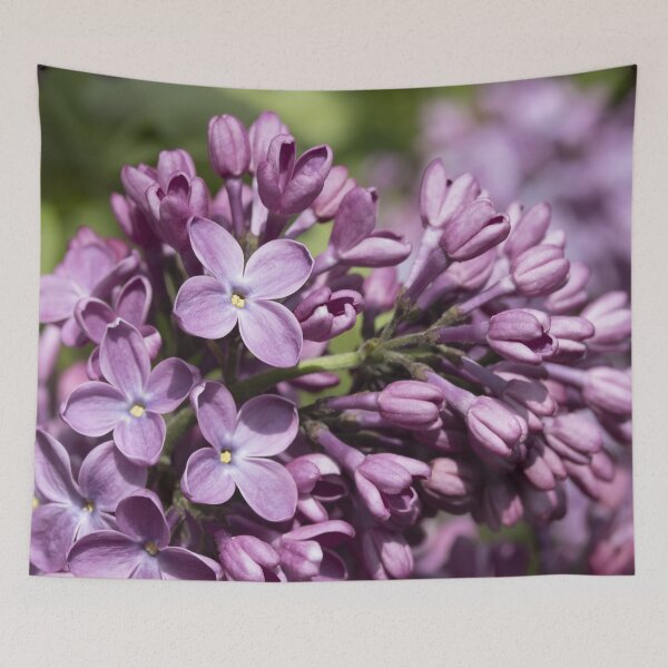 Artikelvorschau, Syringa vulgaris entworfen und verkauft von Mythos57.
