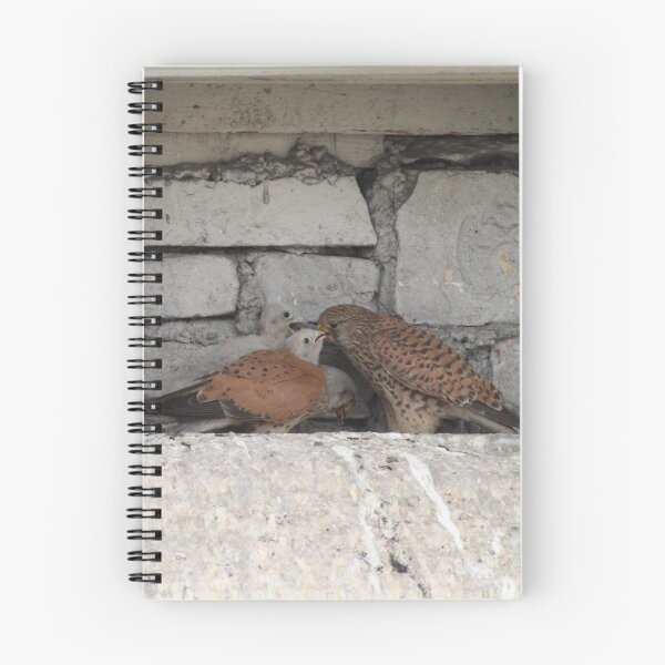 Item preview, Falco tinnunculus designed and sold by Mythos57.