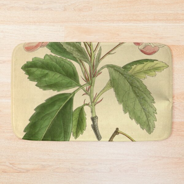 Item preview, Pyrus ioensis 139 8488 designed and sold by EsotericBotanic.