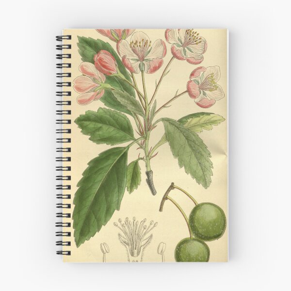 Item preview, Pyrus ioensis 139 8488 designed and sold by EsotericBotanic.