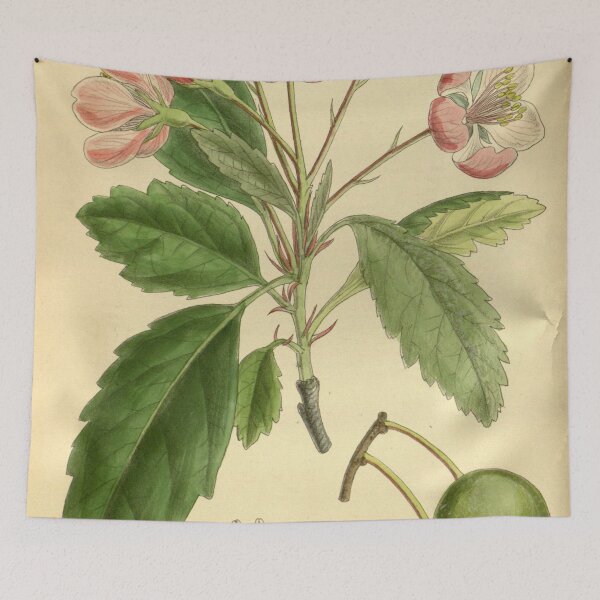 Item preview, Pyrus ioensis 139 8488 designed and sold by EsotericBotanic.