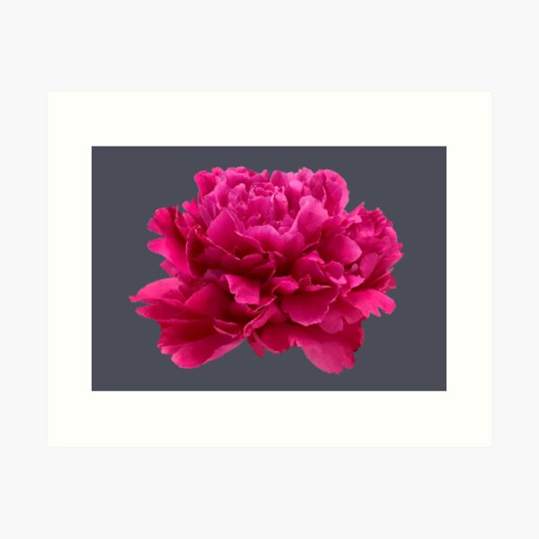 Item preview, Hot Pink Peony Close-up designed and sold by InalterataArt.