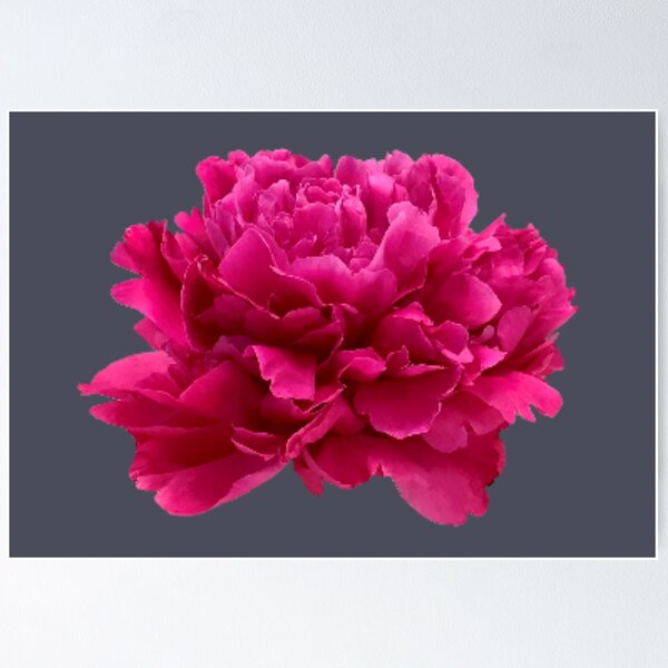 Item preview, Hot Pink Peony Close-up designed and sold by InalterataArt.