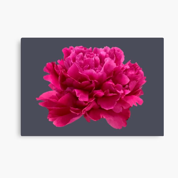 Item preview, Hot Pink Peony Close-up designed and sold by InalterataArt.