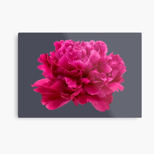 Item preview, Hot Pink Peony Close-up designed and sold by InalterataArt.