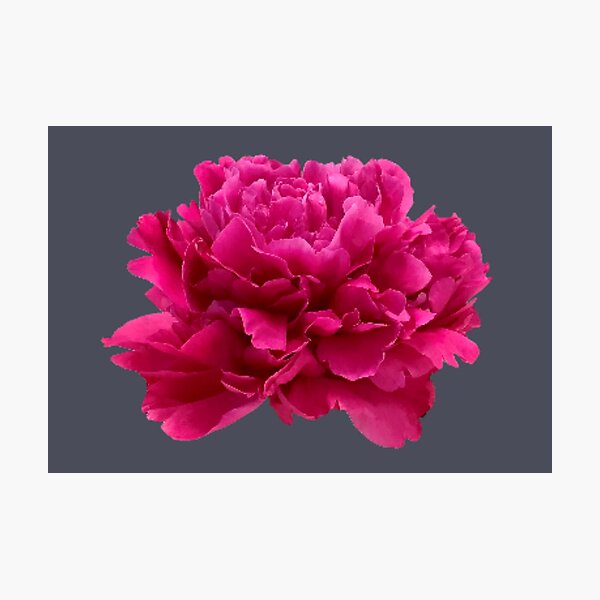 Item preview, Hot Pink Peony Close-up designed and sold by InalterataArt.