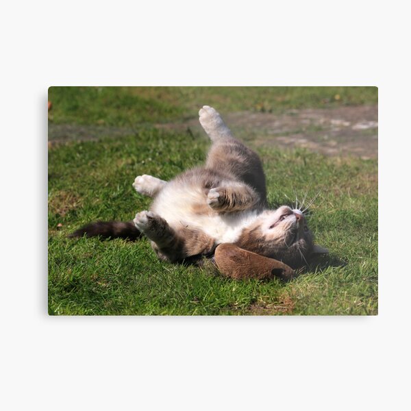 Tabby cat playing with toy mouse Metal Print