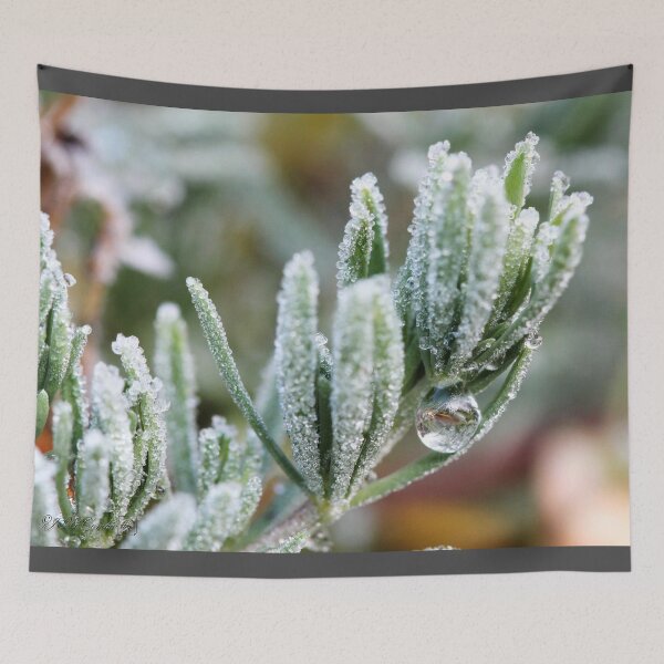 Aperçu de l'œuvre Frosty Lotus Berthelotii créée et vendue par JMcCombie.