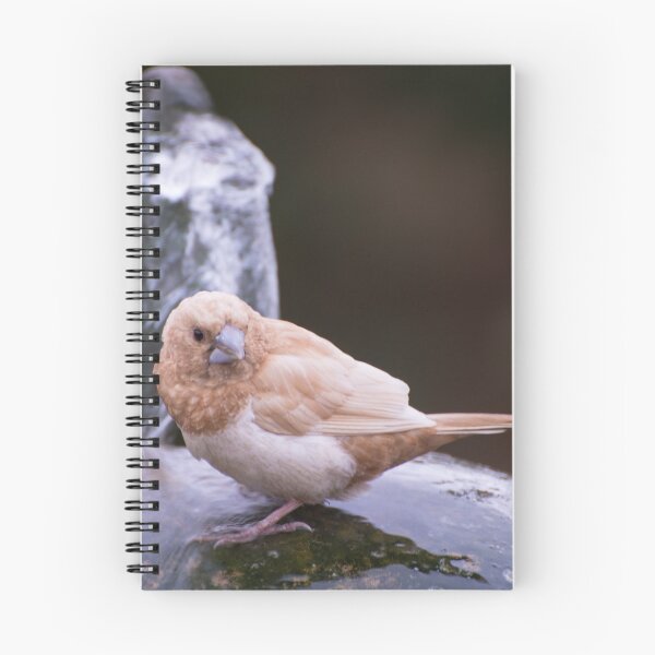 Item preview, Thirsty Bird On Water Feature designed and sold by JohnYoung.