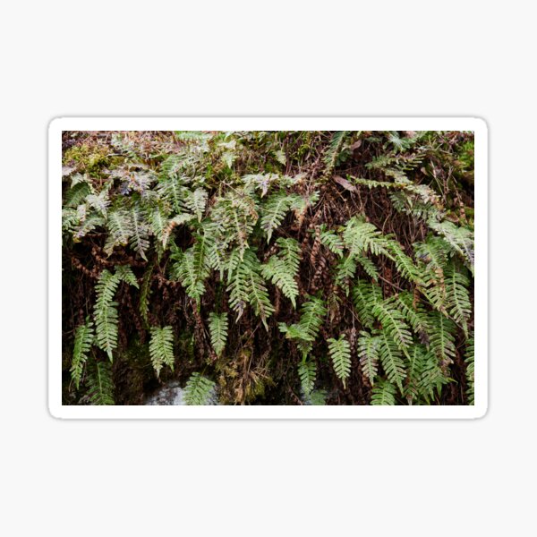 Some green after the winter. Common polypody Sticker