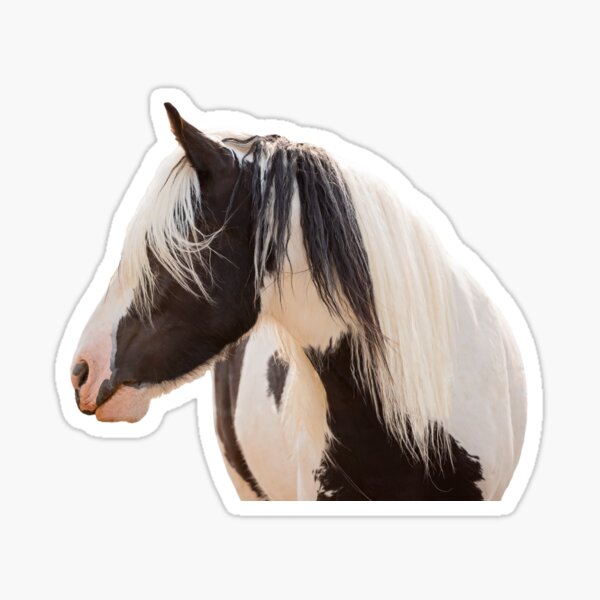Gypsy Vanner Horse Sticker