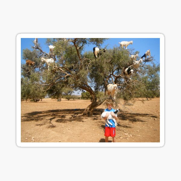 Goats up a tree with boy Sticker