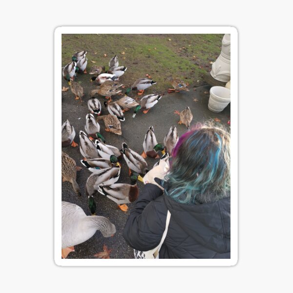 Feeding The Ducks Sticker