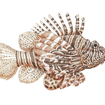 Artwork thumbnail, Lionfish illustration, pen and ink by CandyMedusa