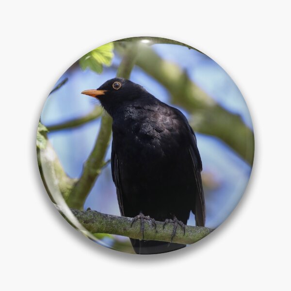 Item preview, Singing Blackbird designed and sold by Joanne wilde.