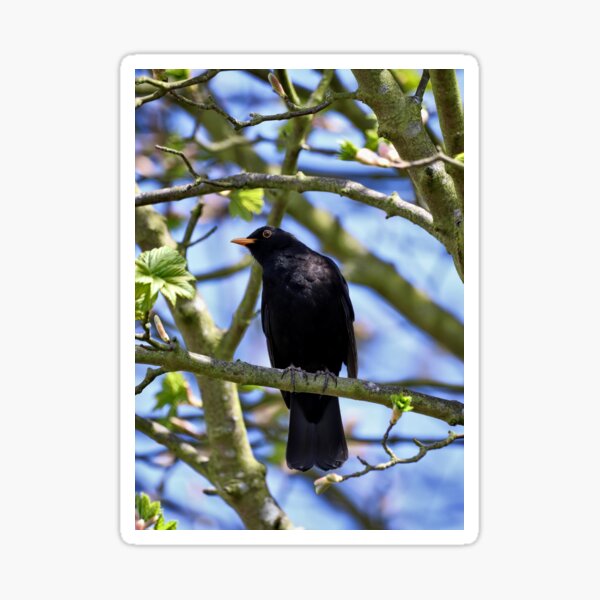 Singing Blackbird Sticker
