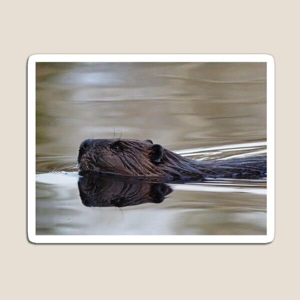 Item preview, Beaver in the Morning designed and sold by Lee-Anne Carver.