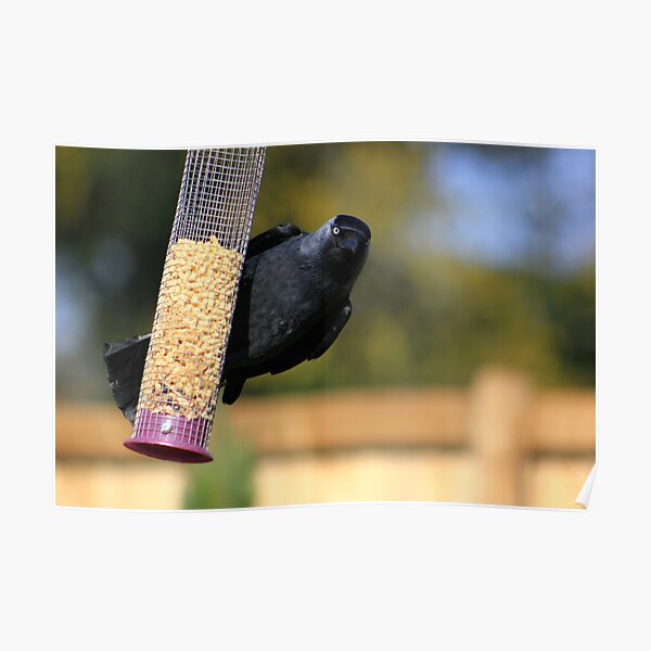Jackdaw on bird feeder Poster