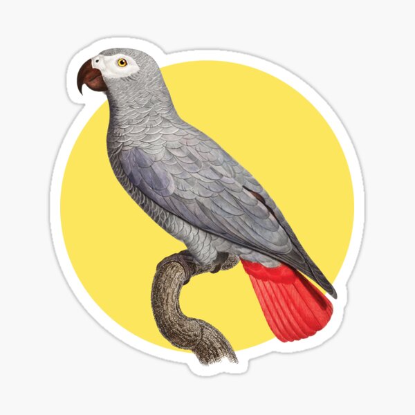 Buntes Papagei Motiv Sticker