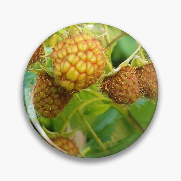 Item preview, Raspberries designed and sold by Linda Bianic.