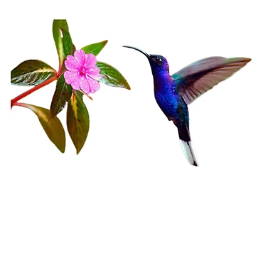 Artwork thumbnail, Hummingbird by Mayne21