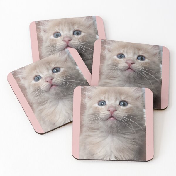 Item preview, Copy of Sweet Mainecoon ragdoll kitten designed and sold by Fluffycat2020.