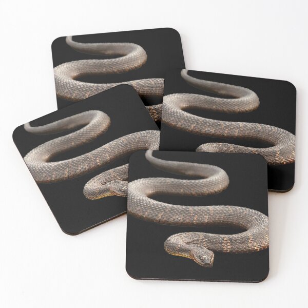 Item preview, Northern Water Snake, photograph designed and sold by Nostrathomas66.