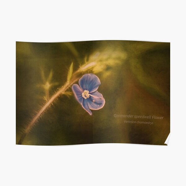 Germander Speedwell , Veronica chamaedrys, Wild Flower Poster